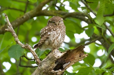 Steenuil (Little Owl)
