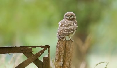 Steenuil (Little Owl)