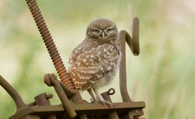 Steenuil (Little Owl)