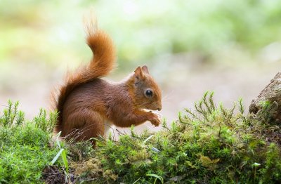 Eekhoorn (Red Squirrel)