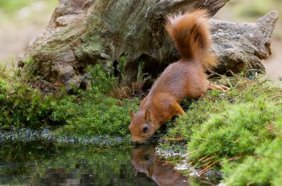 Eekhoorn (Red Squirrel)
