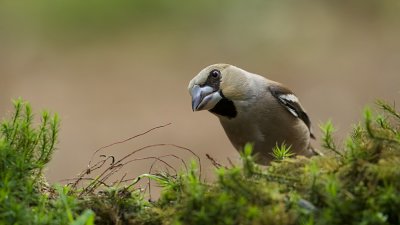 Appelvink (Hawfinch)