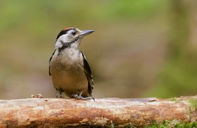 Grote Bonte Specht (Great Spotted Woodpecker)