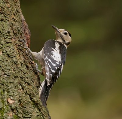 Grote Bonte Specht (Great Spotted Woodpecker)