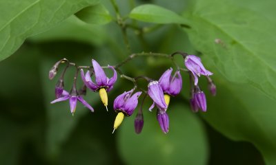 Bitterzoet (Solanum dulcamara) - Bittersweet