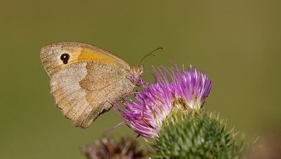 Bruin Zandoogje (Maniola jurtina) - Meadow Brown