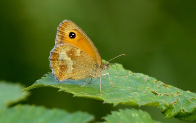 Oranje Zandoogje (Pyronia tithonus) - Gatekeeper 