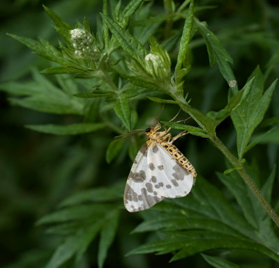 Porseleinvlinder (Abraxas sylvata, syn. Calospilos sylvata) - Clouded Magpie