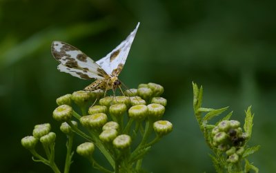 Porseleinvlinder (Abraxas sylvata, syn. Calospilos sylvata) - Clouded Magpie