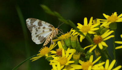 Porseleinvlinder (Abraxas sylvata, syn. Calospilos sylvata) - Clouded Magpie