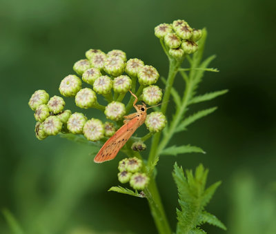 Rozenblaadje (Miltochrista miniata) - Rosy Footman