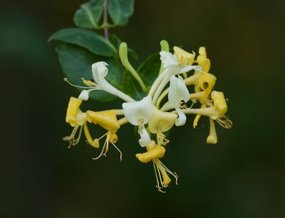 Wilde Kamperfoelie (Lonicera periclymenum) - Honeysuckle