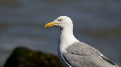 Zilvermeeuw (Herring Gull)