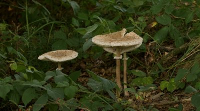 Grote Parasolzwam (Macrolepiota procera, syn.: Lepiota procera)