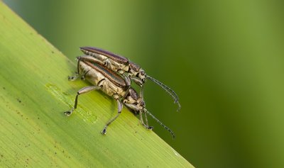 Rietkever (Donacia sp.)