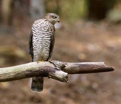 Sperwer (Eurasian Sparrowhawk)