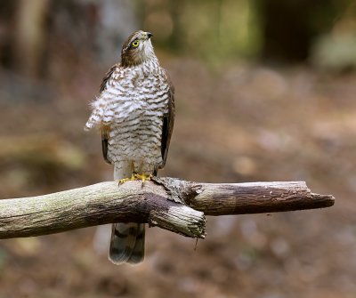 Sperwer (Eurasian Sparrowhawk)