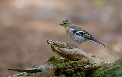 Vink (Common Chaffinch)