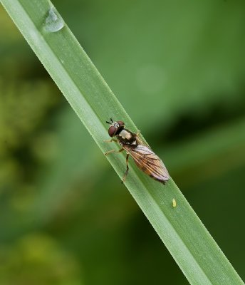 Wapenvlieg sp. (Stratiomyidae) - Soldier Fly sp.