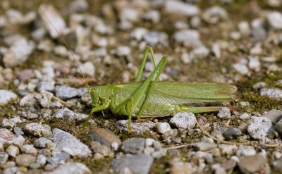 Grote Groene Sabelsprinkhaan (Tettigonia viridissima) - Great Green Bush-Cricket