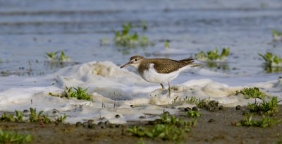 Oeverloper (Common Sandpiper)