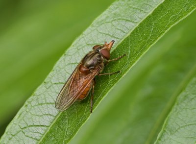 Gewone Snuitvlieg (Rhingia campestris) - Heineken Fly