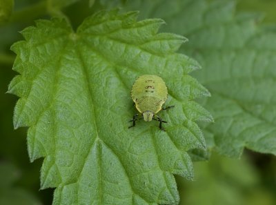 Groene Schildwants (Palomena prasina) - Green Shield Bug