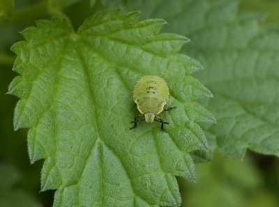 Groene Schildwants (Palomena prasina) - Green Shield Bug