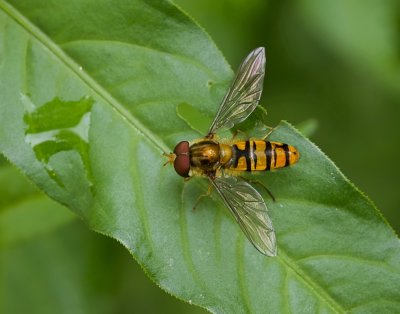 Snorzweefvlieg (Episyrphus balteatus) - Marmalade Hoverfly