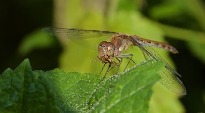 Bruinrode heidelibel (Sympetrum striolatum) - Common darter