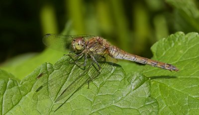 Bruinrode heidelibel (Sympetrum striolatum) - Common darter