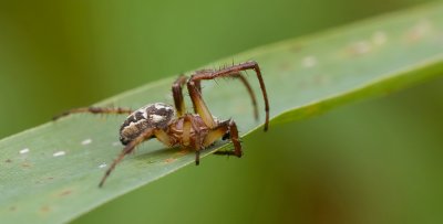 Rietkruisspin (Larinioides cornutus) - Furrow Spider