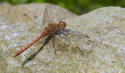 Bruinrode heidelibel (Sympetrum striolatum) - Common darter