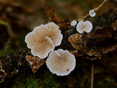 Klein oorzwammetje (Crepidotus epibryus)