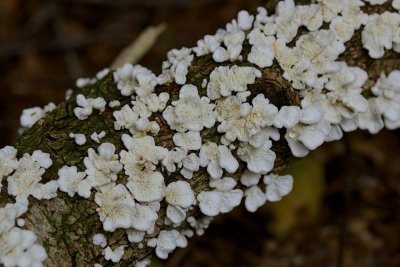 Plooivlieswaaiertje (Plicaturopsis crispa)