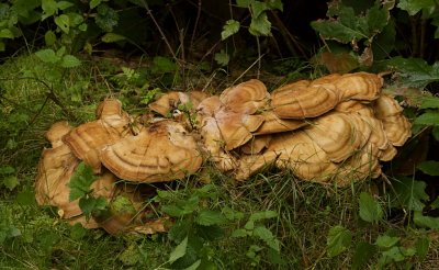 Reuzenzwam (Meripilus giganteus)