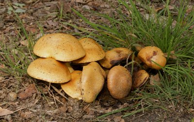 Koeienboleet (Suillus bovinus)