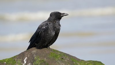 Zwarte Kraai (Carrion Crow)