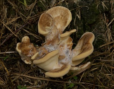 Reuzenzwam (Meripilus giganteus)