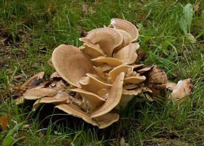 Reuzenzwam (Meripilus giganteus)
