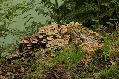 Gewone zwavelkop (Hypholoma fasciculare, synoniem: Psilocybe fascicularis)