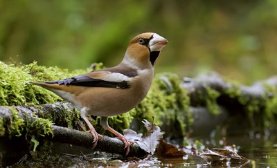 Appelvink (Hawfinch)