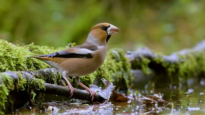 Appelvink (Hawfinch)