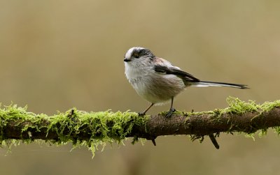 Staartmees (Long-tailed Tit)