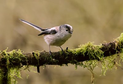 Staartmees (Long-tailed Tit)