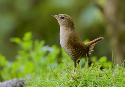 Winterkoning (Eurasian Wren)