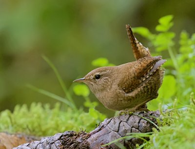 Winterkoning (Eurasian Wren)