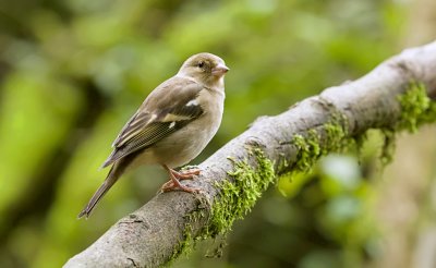 Vink (Common Chaffinch)