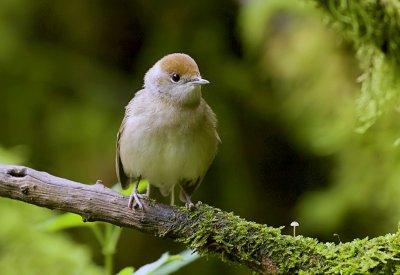 Zwartkop (Eurasian Blackcap)