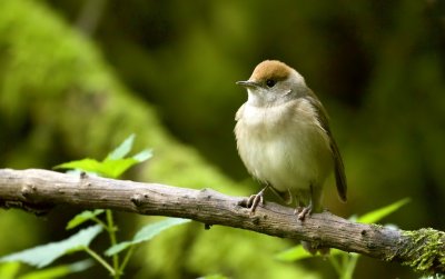 Zwartkop (Eurasian Blackcap)